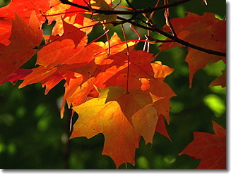 Fall Leaves
                  @ LMC, Oct. 2009