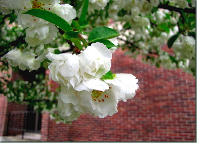 [KR's
                  tree in bloom, 2012]