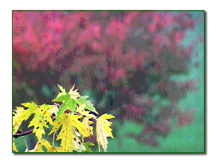 Autumn Leaves in Shower