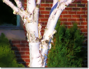 [Birch
                  Tree]