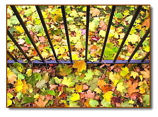 Leaves
                  & Gate