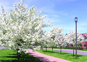 White
                  Flowering Tree