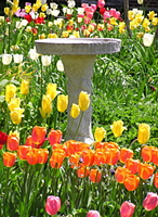 Fountain
                  in Garden