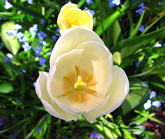 White
                  Flower