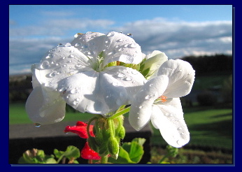 [White
                  Flower]