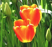 Tulips