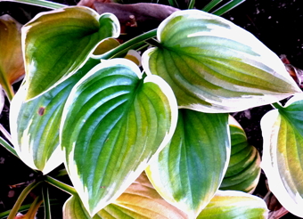 leaves