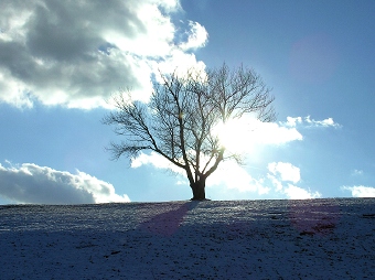 Tree in St. Mary's Cemetery,
                  Dewitt, NY