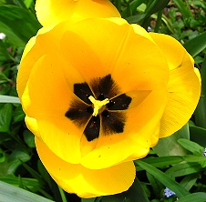 Yellow Flower